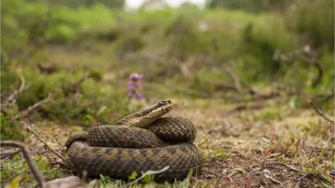 An adder in a field