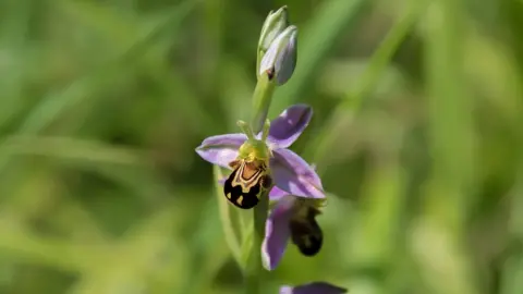 Getty Images Bee orchid