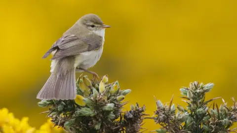 Neil G Morris Willow Warbler