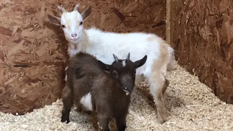 Andrea Molinaro Bonnie and Clyde