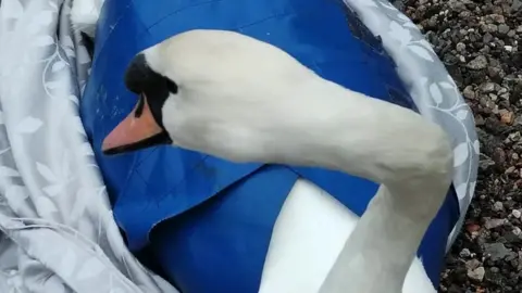 Athena Wildlife Care Swan