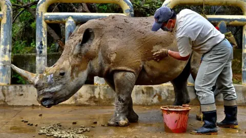 Getty Images The white rhino is endangered, with just 19,000 left in the wild