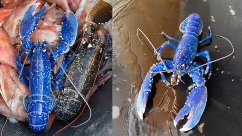 Morgan Bizec blue lobster