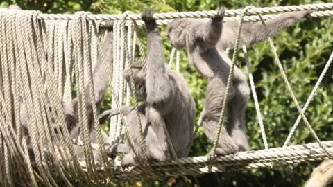 CURRAGHS WILDLIFE PARK Family of silvery gibbons on a rope bridge at the park