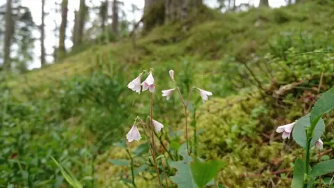 Plantlife/PA Wire Twinflower