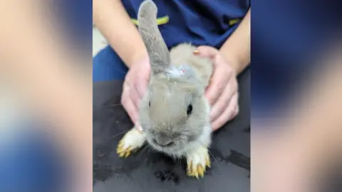 RSPCA Rabbit with one ear