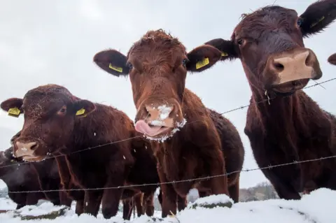 AFP Three cows in snow behind a wire fence