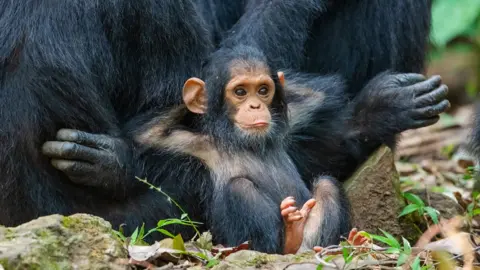 Thomas D Mangelsen/Comedy Wildlife Photo Awards A monkey relaxing