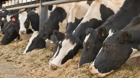 Getty Images Cattle