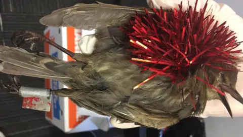SPCA Picture of bird with tinsel
