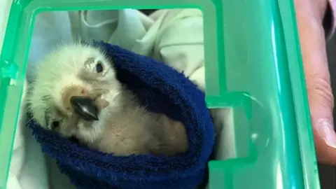 Border Force Vulture chick