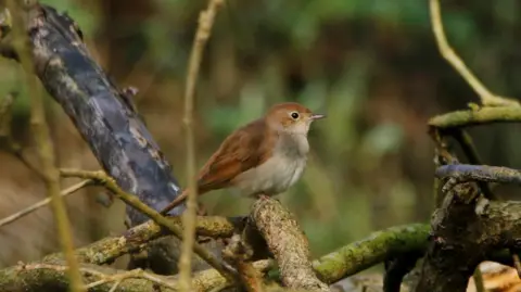 Jonathan Plews/National Trust/PA Wire A nightingale is perched on a branch, surrounded by varying shades of branches covered in moss. The nightingale is small, round and fluffy, with a beige chest and russet brown coat.