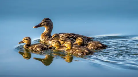 Getty Images A family of mallard ducks swimming together. There are six ducklings with a mother.