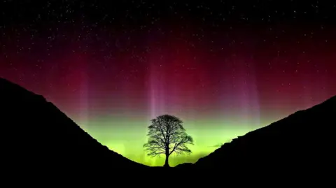 Owen Humphreys / PA Media The Northern Lights shining over the Sycamore Gap at Hadrian's Wall in Northumberland, before it was illegally felled. The tree silhouette is illuminated by the pink and green light in the night sky. It sits in a dip in the land.