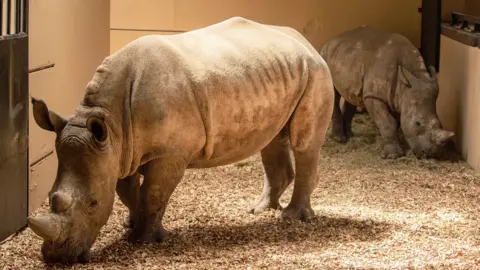Brenna Cliff Paignton Zoo Two rhinos standing indoors in a rhino house. They are grazing.