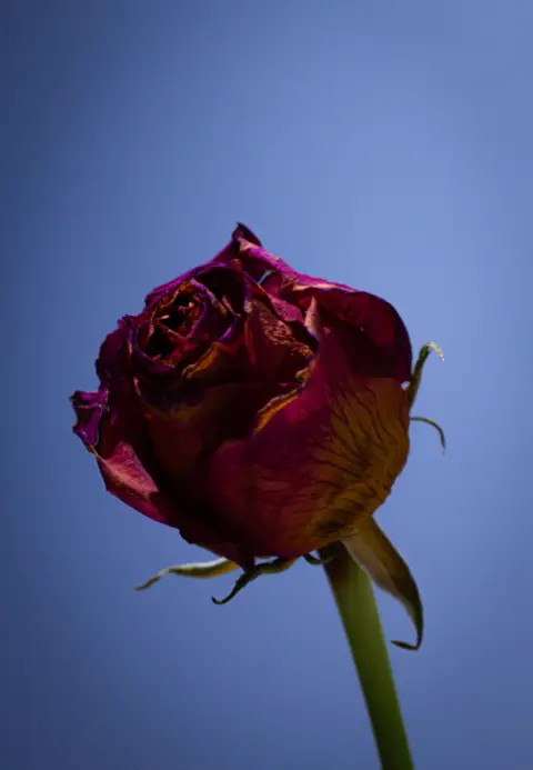 Hannah Kerr A reddish  roseate  starting to wilt