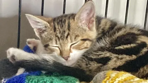 A sleeping kitten is curled up on a green, blue and yellow knitted blanket. She has her eyes closed and her chin is resting on a leg. She has dark and light brown markings.