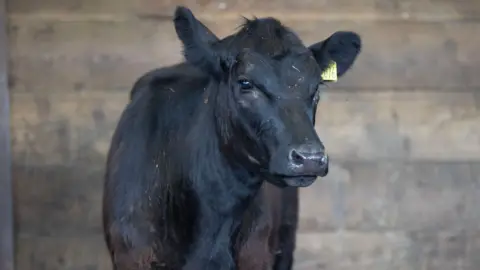 Staines: Call for humane practices after police car hit cow