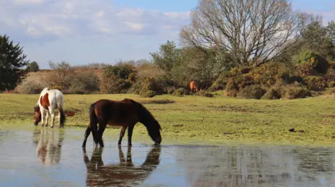 Amanda Norfolk Two horses drink from water in a field, a third is in the distance.