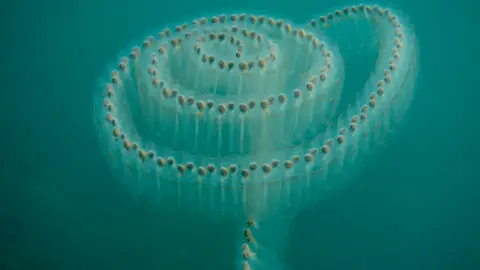 David Hamilton Les salpes marines - un animal marin qui utilise des contractions musculaires pour se propulser dans l'eau - créent une spirale sous-marine lorsqu'elles se propulsent vers le haut. 