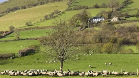 Green fields with sheep and trees and a house in the background