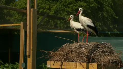 Two adult storks stand on top of a pile of twigs. They appear to be by a lake, with trees in the background.
