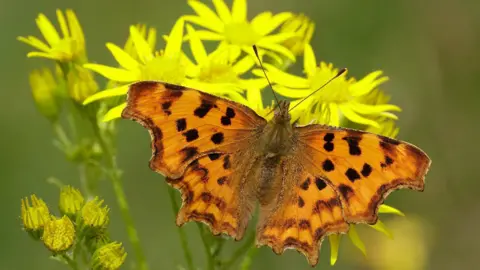 Iain H Leach - Butterfly Conservation An orange and black comma butterfly on a yellow flower.