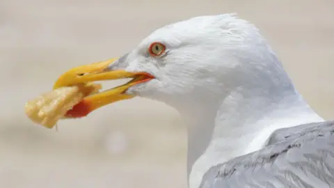 A gull with food in its mouth, it has a large white head and a bright yellow beak