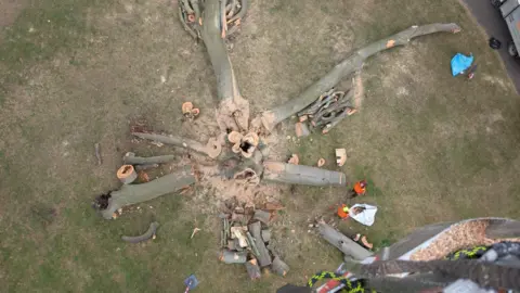 Rushden Town Council A chopped down image of a tree, taken from above. It shows it with pieces all around it, and a stump in the middle. It lies in grass.