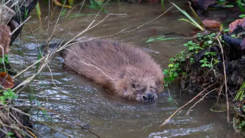 Sam Rose A beaver partly submerged in the brown water of a narrow flowing stream