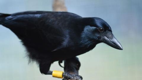 New Caldedonian crow