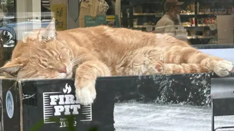 Pippa Redmond Ginger tabby cat Leo is curled up in a cardboard box in the foyer of Tesco in Warfield, Bracknell store