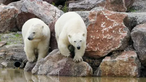 PA Media Two polar bears are standing at the edge of a pool of water. Behind them is a pile of boulders. The polar bear on the right hand side appears to be preparing to jump into the pool.