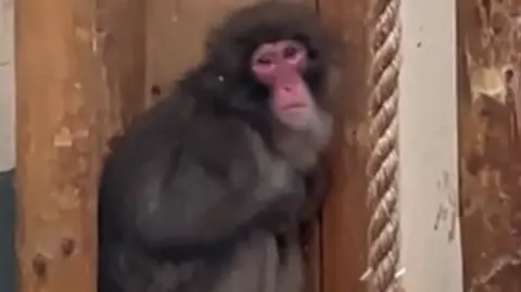 Monkey