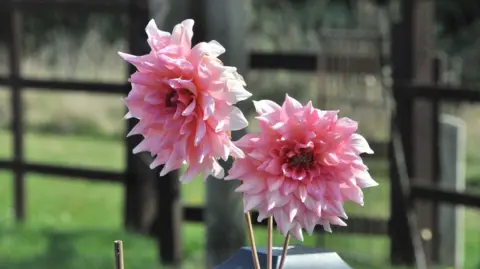 Two bright pink flowers can be seen dominating the middle of the image with a fence and grassy ground in the distance.