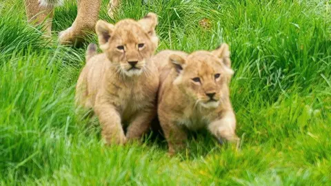 Port Lympne lion cubs with mum Oudrika