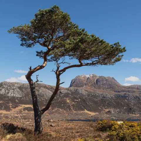 David May A slightly crooked tree standing alone, with hills in the distance, under a blue sky.