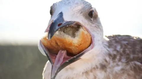 Getty Images The picture shows the head and shoulders of a gull with a large bread roll in its beak.