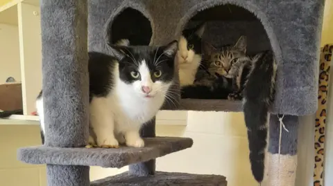 Meryl Marshall Three cats look suspiciously at the camera as they play on a cat stand. The cat stand is grey, and two of the cats are black and white and one is a tabby cat. 