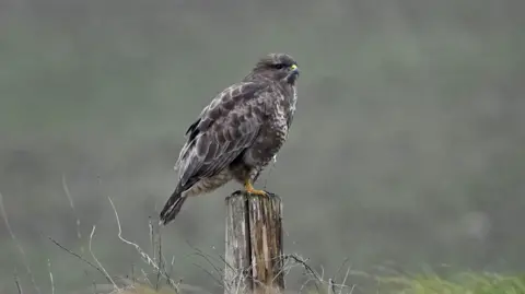 A common buzzard sits on a fence post with some faded grass in the background. It has largely grey plumage