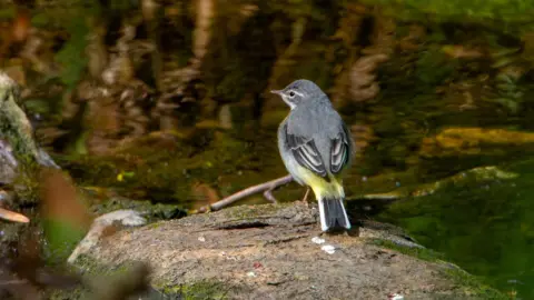 Rob Carmier A grey wagtail is sitting on a stone by the water. It is mostly grey, with a few yellow feathers in its tail.