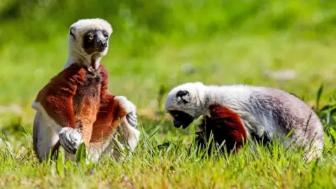 PA Media Coquerel"s Sifaka lemurs Beatrice and Elliott explore their new home at Chester Zoo