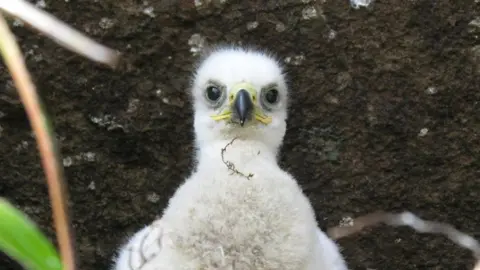 Iain Erskine Golden eagle chick (c) Iain Erskine