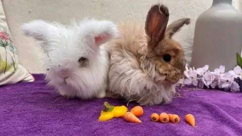 Eastbourne Rabbit and Guinea Pigs Rescue One white rabbit and one light brown rabbit eating carrots and a yellow pepper