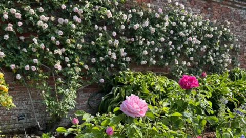 A walled garden with roses growing on the wall and the border in front
