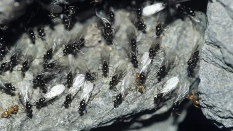 SCIENCE PHOTO LIBRARY Flying ants