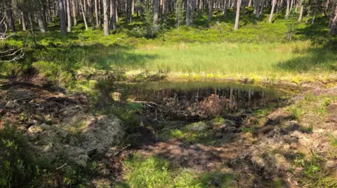 RSPB Scotland A small pool of water at the edge of a woodland.