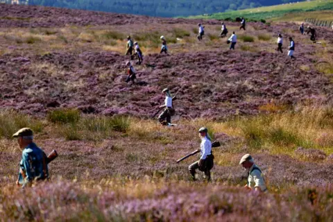 Getty Images Several people - at least ten of them, mostly male - are walking in one direction on a grouse moor which is covered in pink flowers of heather. They are all wearing a cap, dressed in shooting party gear, carrying a long shotgun. 