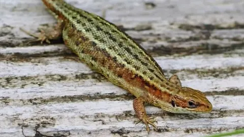 Iain Turner A pregnant common lizard sits on a tree branch. The lizard has green scales speckled with a rusty brown colour. 