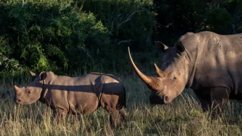 Getty Images A crash, or group, of white rhinoceroses, also known as the square-lipped rhinoceros, is seen during a safari drive at the Shamwari Private Game Reserve on February 7, 2022 near the town of Paterson in South Africa's Eastern Cape province.